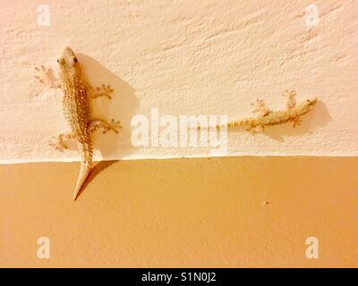 Zwei Salamander in der Wand eines Hauses in Diverata auf der griechischen Insel Kefalonia Stockfoto