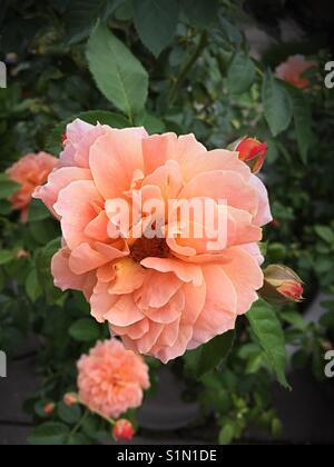 Rosa Rose blüht in voller Blüte, USA Stockfoto