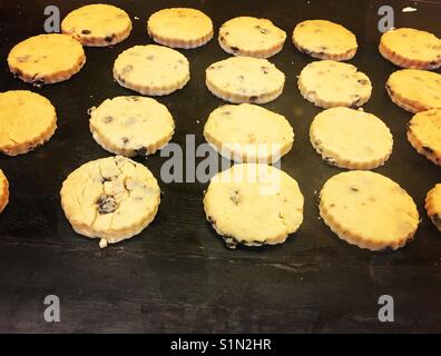 Traditionelle walisische Kuchen Kochen auf einer Bratpfanne. Stockfoto