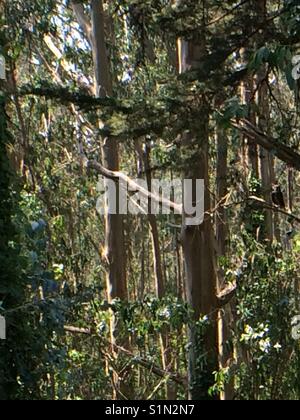 San Bruno Mountain, Daly City, Kalifornien Stockfoto