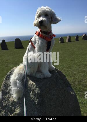 Weiß Designer dog sitting auf grossen Stein mit Steine in eine Reihe hinter ihm auf den Klippen von Kaeseberga in Schweden auf einem sonnigen windigen Tag im Herbst, blauer Himmel und grünes Gras im Oktober Stockfoto