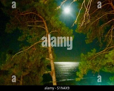 Moonlight Reflexion über das Ionische Meer und Kiefern am Strand von Skala auf Kefalonia, Ionische Meer in Griechenland Stockfoto