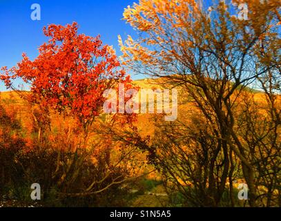 Bäume und Berge auf der Insel Kefalonia in Griechenland Stockfoto