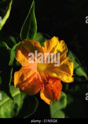 Vier Uhr Blume blühen im warmen Sonnenlicht, Mirabilis jalapa Stockfoto