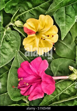 Gelb und rosa Four O'clock Blumen, Mirabilis jalapa Stockfoto