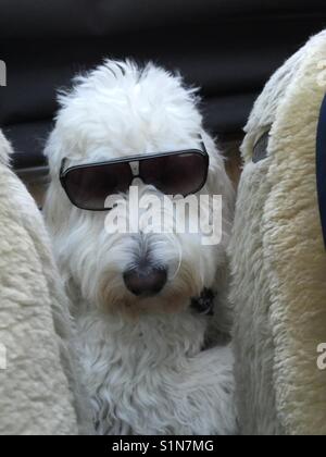 Weißer Hund auf dem Rücksitz eines Oldtimer Auto, in dem zwischen den Vordersitzen, Cabrio, Fiat Spider, Sonnenbrille tragen Stockfoto