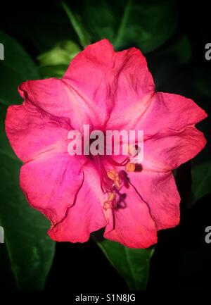 Rosa vier Uhr Blume Nahaufnahme, Mirabilis jalapa Stockfoto