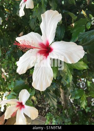 Weißer Hibiskus Blume mit roten Zentrum Stockfoto