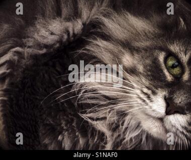 Grau langhaarige Tabby blickt erwartungsvoll Stockfoto