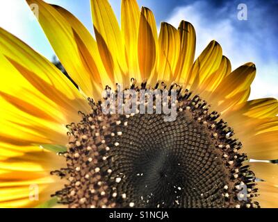 "Russischen Riesen" Sonnenblume, Helianthus annuus Stockfoto