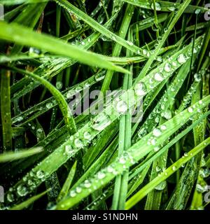 Regen fällt auf lange Grashalme Stockfoto