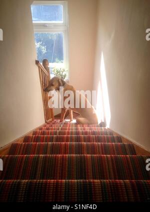 Braun Gestreift lurcher Hund sitzt auf der Treppe vor der Fenster Stockfoto