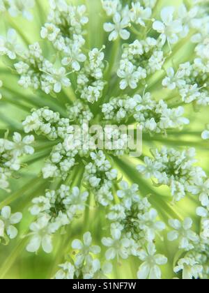 Nahaufnahme der Queen Anne's Lace Stockfoto
