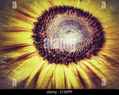 Sonnenblume, russische Riese. Helianthus annuus. Zeigt die Fibonacci Spirale Sequenz in der Mitte Stockfoto