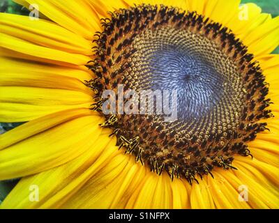 Sonnenblume, russische Riese. Helianthus annuus. Zeigt die Fibonacci Spirale Sequenz in der Mitte Stockfoto