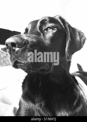 Schwarzer Labrador Hund Portrait auf Schwarz und Weiß Stockfoto