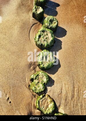 Alte hölzerne Wellenbrecher auf der Ostsee in Polen Stockfoto