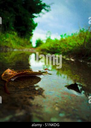 Blau-grün Foto von Wasser Pfütze in der Spur nach Regen Sturm Stockfoto