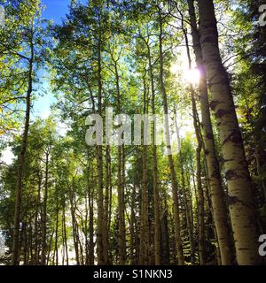 Die Einstellung Ende Sommer Sonne pokes durch den wunderschönen Aspen Bäume Stockfoto