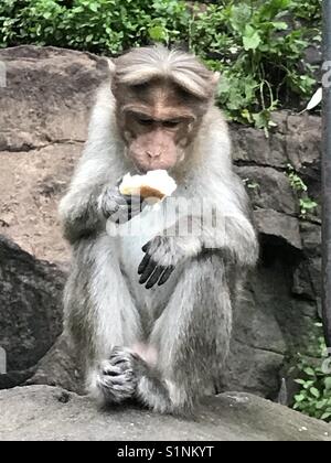 Affe, ich zeigte dieses Brot zu Affen es schnell von mir zu entreißen und überprüfen, ob essen kann oder nicht, menschlicher Ausdruck, frechen Affen Stockfoto