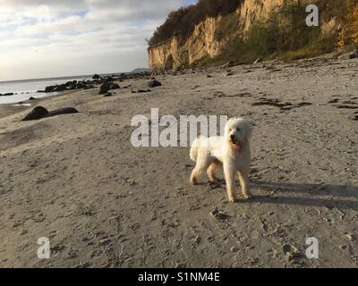 Weißer hund Goldendoodle an windigen Tag unter blauen Himmel stand vor der gelben Bäume am Sandstrand in Göhren, Rügen, Deutschland Stockfoto