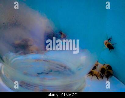 Honigbienen sammeln rund um den Zucker Wasser jar auf Ihre super in North Carolina Stockfoto