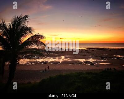 Palmen am felsigen Strand Stockfoto