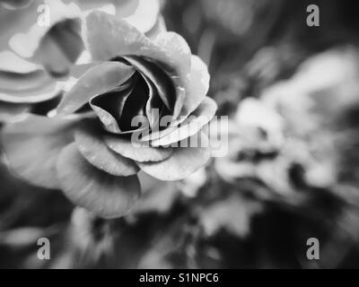 Nahaufnahme eines Geranien blühen. Makroaufnahme mit Linse Anlage auf iPhone 6s. In Schwarz und Weiß. Stockfoto