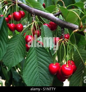 Rote Kirschen wachsen auf einem Kirschbaum Stockfoto