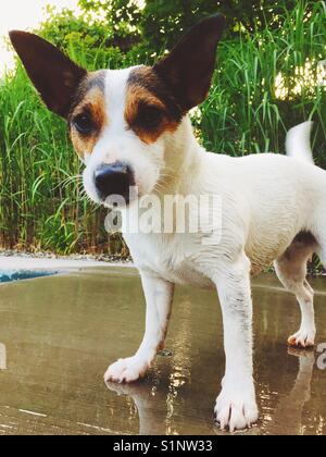 Jack Russell Terrier Hund steht auf einer Terrasse am Pool. Stockfoto