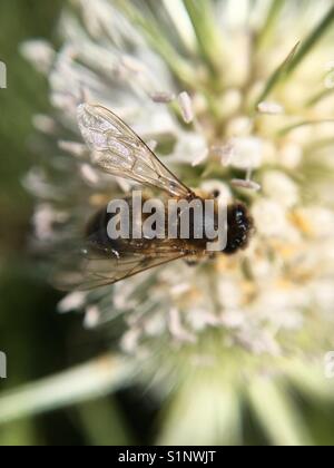 Nahaufnahme der Biene auf wilde Blume Stockfoto