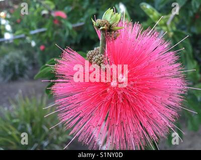 Fuzzy Blume mit Samenkapseln blühen im südlichen Kalifornien Stockfoto