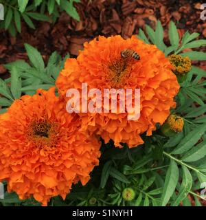 Biene auf Ringelblume Stockfoto