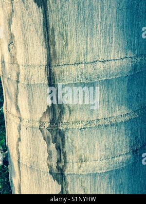 Palm Tree bark Nahaufnahme Stockfoto