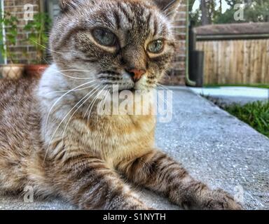 Eine Katze entspannende draußen auf dem Hof Stockfoto
