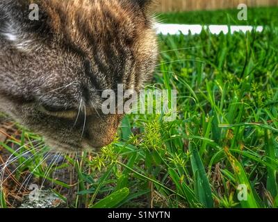 Eine Katze, die Gras im Hinterhof isst Stockfoto