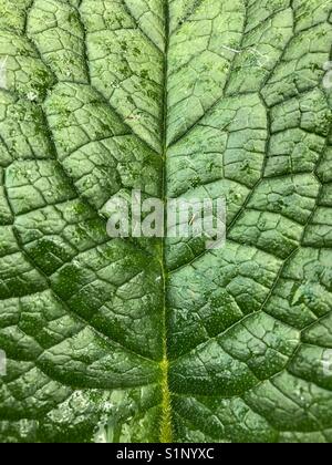 Close up Details von einem grünen Blatt Stockfoto