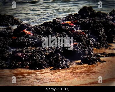 Sally Lightfoot Krabben, Galápagos, Ecuador Stockfoto