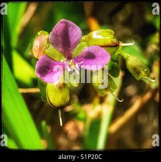 Kleine lila Blumen Makro, Nakedstem Dewflower, Murdannia nudiflora Stockfoto