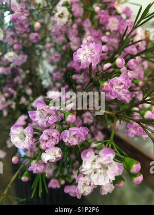 Australian native Wachs Blumen Stockfoto