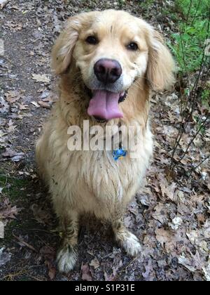 Happy schlammigen Golden Retriever Hund. Stockfoto