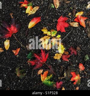 Gefallene Herbstlaub. Stockfoto