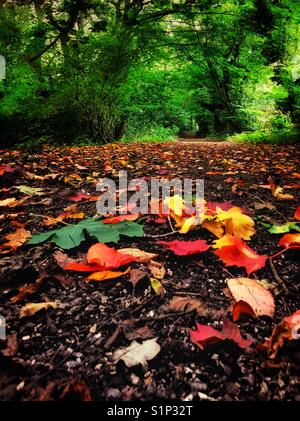 Blätter im Herbst. Stockfoto