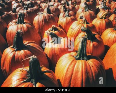Kürbisse Stockfoto