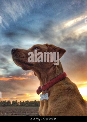 Einen gelben Labrador Retriever Suche Regal und würdevoll mit einem bunten Sonnenuntergang und dramatische Wolken hinter Stockfoto