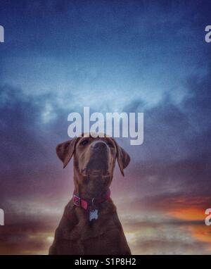Einen gelben Labrador Retriever Suche Regal und würdevoll mit einem bunten Sonnenuntergang und dramatische Wolken hinter Stockfoto