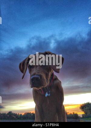 Einen gelben Labrador Retriever Suche Regal und würdevoll mit einem bunten Sonnenuntergang und dramatische Wolken hinter Stockfoto