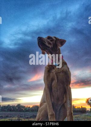 Einen gelben Labrador Retriever Suche Regal und würdevoll mit einem bunten Sonnenuntergang und dramatische Wolken hinter Stockfoto