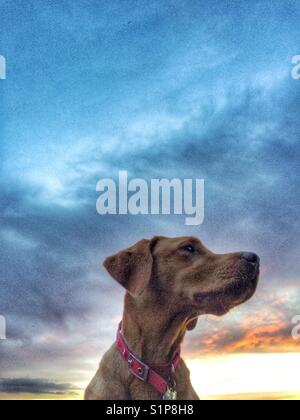 Einen gelben Labrador Retriever Suche Regal und würdevoll mit einem bunten Sonnenuntergang und dramatische Wolken hinter Stockfoto