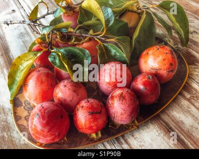 Fach der frisch gepflückte Persimonen, auch als Sharon Früchte bekannt, Diospyros Kaki. Stockfoto